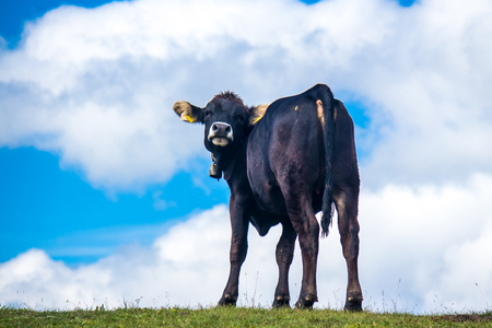 Cow on a summer pasture in the Alpsの写真素材
