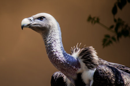 Portrait of a Ruppell's griffon vulture, a large raptors mainly native to the Sahel region and East...