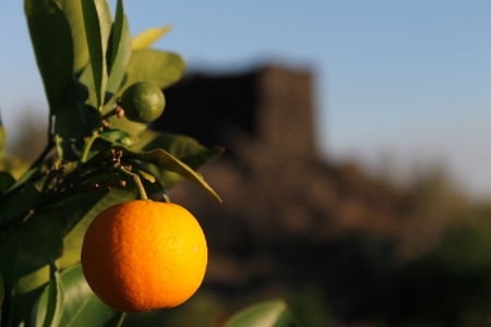 Sicilian red orangeの写真素材