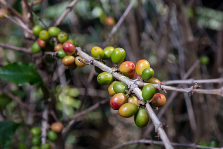 Costa Rica red and green coffee berriesの写真素材