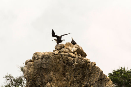 Island of reproduction of birds in Costa Ricaの写真素材