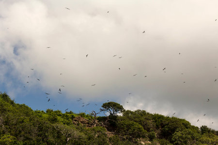 Island of reproduction of birds in Costa Rica