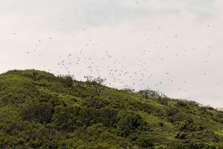 Island of reproduction of birds in Costa Ricaの写真素材