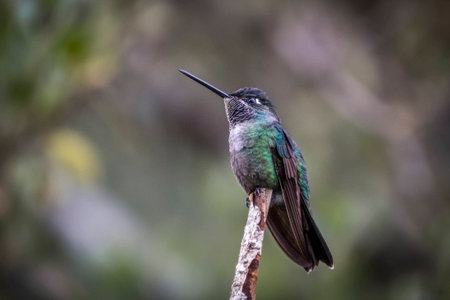 Birds of Costa Rica Green crowned brilliantの写真素材