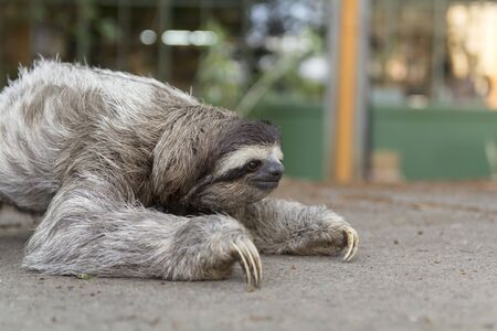 Three-toed sloth in Costa Ricaの写真素材