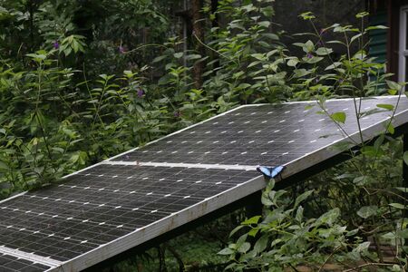 Blue morpho butterfly from Costa Rica perched on a solar panel in a forest environment. Clean energy production.の写真素材