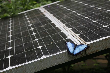 BBlue morpho butterfly from Costa Rica perched on a solar panel in a forest environment. Clean energy production.の写真素材