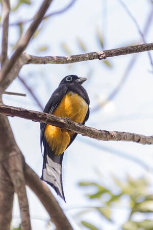 Birds of Costa Rica, Black headed trogon (Trogon melanocephalus) perching on a branch. Guanacaste, Costa Rica.の写真素材