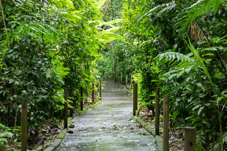 Carara National Park, Costa Rica. Universal trail with accessibility for people with disabilities....