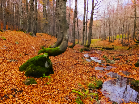 Autumn woodの写真素材