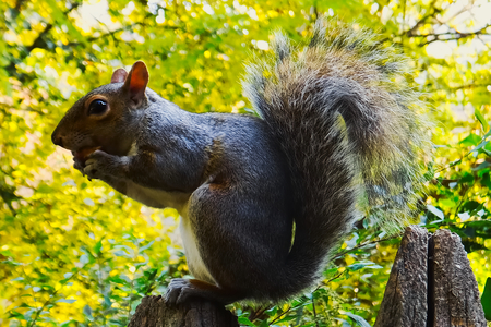 Squirrelの写真素材