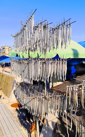 Drying hang fishes in Japanの写真素材