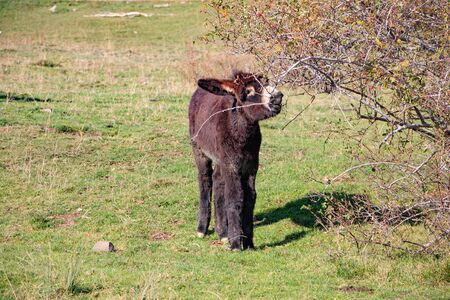 Dumb eating from a treeの写真素材