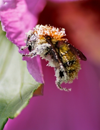 bee pollen plated in a pink flowerの写真素材