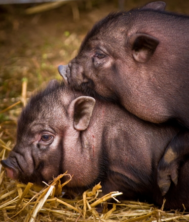 couple of vietnamese pigs playingの写真素材