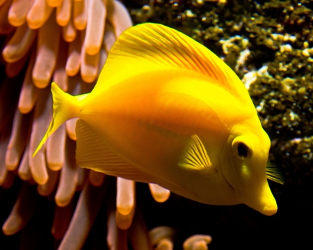 Detail of a tropical fishの写真素材