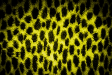 leopard texture background in black and yellow colorsの写真素材
