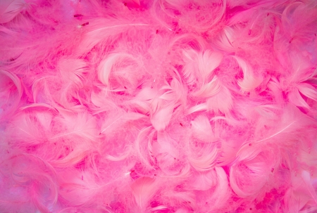 texture made with soft pink feathersの写真素材