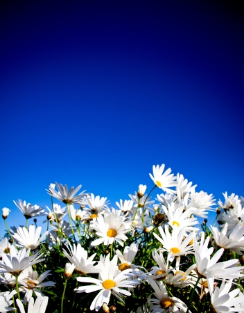 daisies with blue sky backgroundの写真素材