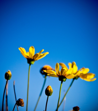 yellow flowers on blue skyの写真素材