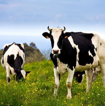 portrait of a cow in a meadowの写真素材