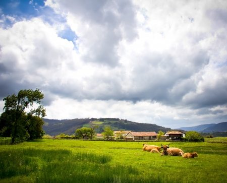 cow and calf in a meadowの写真素材