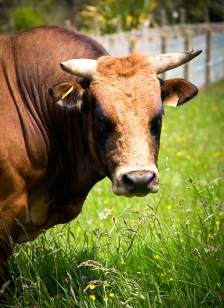 farm bull in a meadowの写真素材