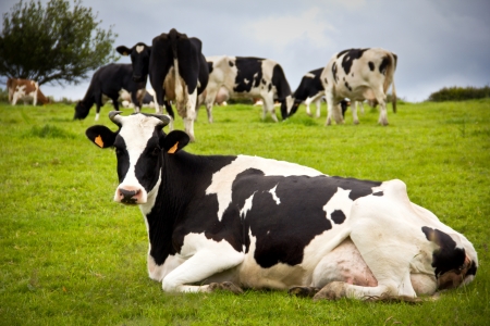portrait of a cow in a meadowの写真素材