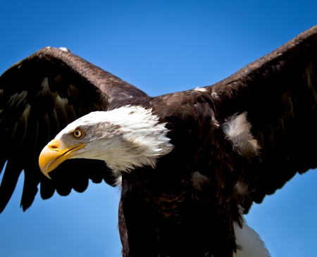 portrait of a bald eagleの写真素材