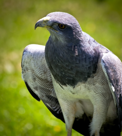 portrait of a bird of preyの写真素材