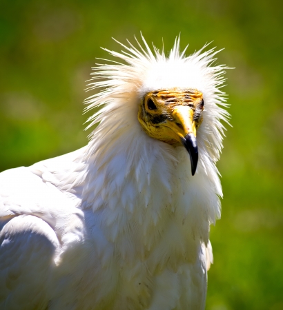 portrait of a bird of preyの写真素材