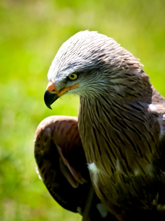 portrait of a bird of preyの写真素材