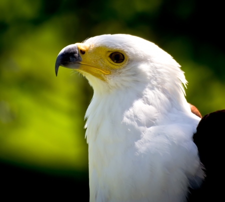 portrait of a golden eagle (aquila chrysaetos)の写真素材