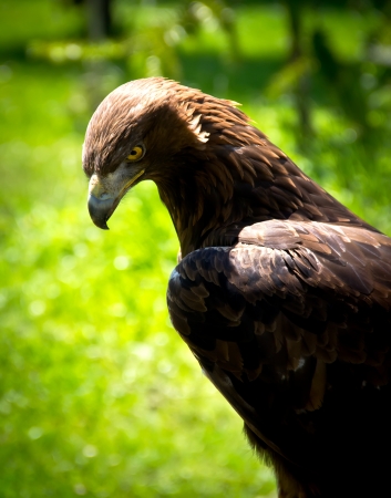 portrait of a golden eagle (aquila chrysaetos)の写真素材