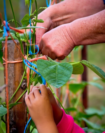young and old hands working in an orchardの写真素材
