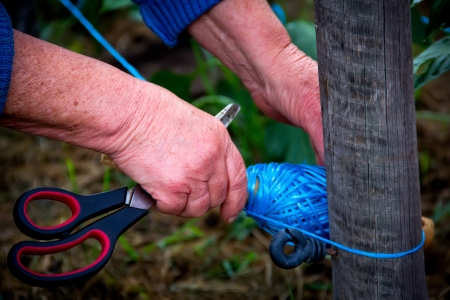 old hands working in an orchardの写真素材