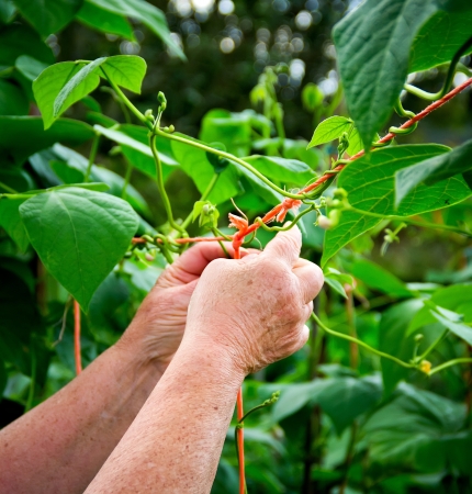old hands working in an orchardの写真素材