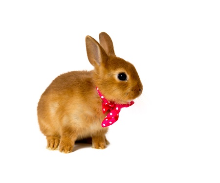 little rabbit isolated on whiteの写真素材