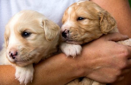 portrait of a pair of puppiesの写真素材