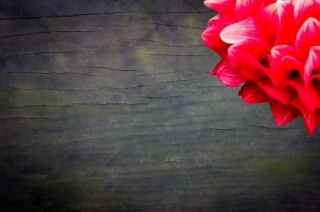 wood texture with some flowersの写真素材