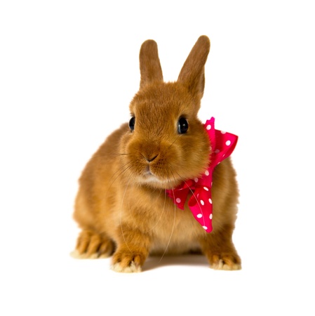 little rabbit isolated on whiteの写真素材
