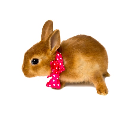 little rabbit isolated on whiteの写真素材