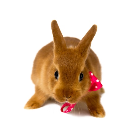 little rabbit isolated on whiteの写真素材