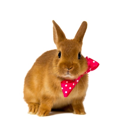 little rabbit isolated on whiteの写真素材