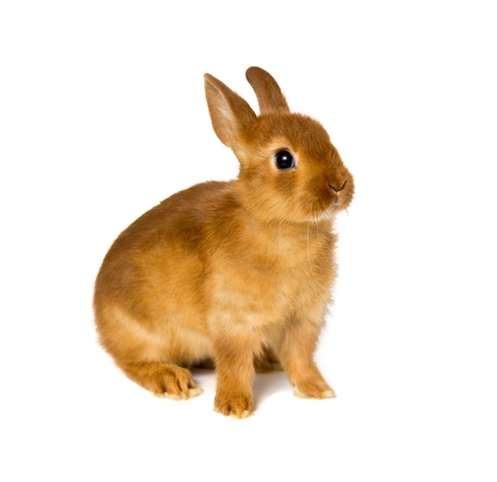 little rabbit isolated on whiteの写真素材