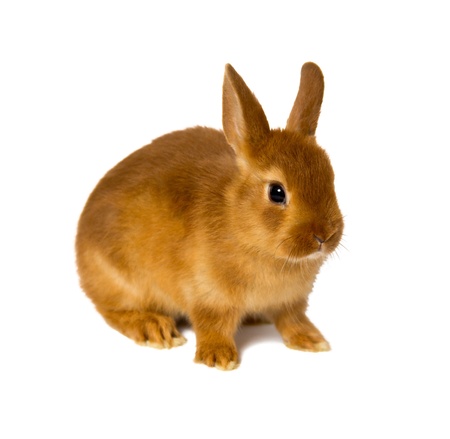 little rabbit isolated on whiteの写真素材