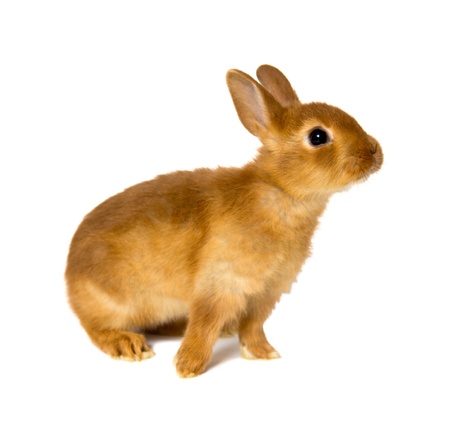 little rabbit isolated on whiteの写真素材