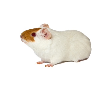 hamster isolated on white backgroundの写真素材