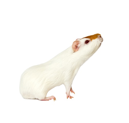 hamster isolated on white backgroundの写真素材