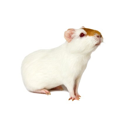 hamster isolated on white backgroundの写真素材